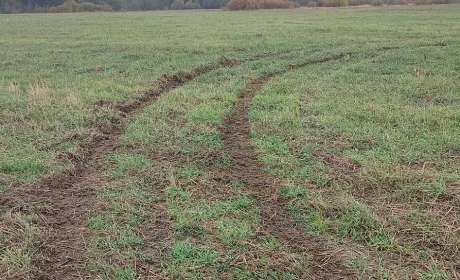 На Волині дрифтери пошкодили посіви озимого жита