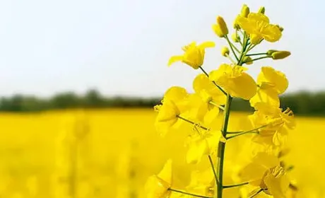 Експорт ріпаку у вересні сягнув 428,7 тис. тонн