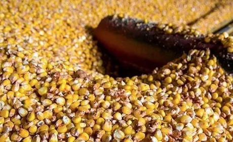 Ціни на кукурудзу в українських портах продовжують знижуватися