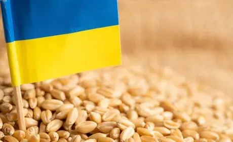 Україна попередила про ризики викрадення зерна росією