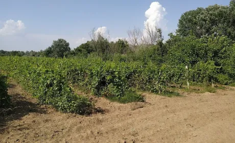 ДАР приймає заявки на підтримку виноградарів і виноробів Одещини
