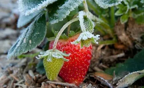Приморозки загрожують пізнім сортам малини та полуниці
