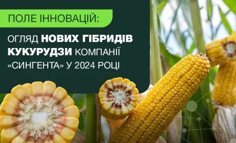 Поле інновацій: огляд нових гібридів кукурудзи компанії «Сингента» у 2024 році