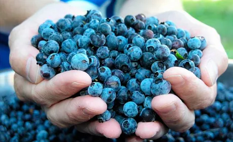 Вирощування української лохини. 10 років безперервного успіху