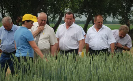 Пше­ни­ця м’яка яра