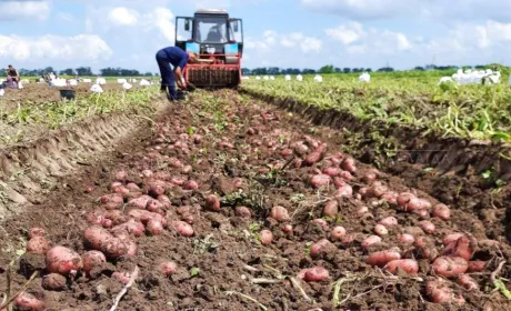 Вирощування надранньої картоплі на Миколаївщині