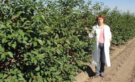 Як науковці готували сад до зими
