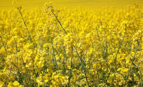 Бактеризація у вирощуванні ріпаку