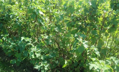 Хвороби та шкідники кущових ягідних культур