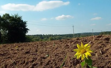 Уряд обіцяє, що вартість оренди сільгоспземлі істотно виросте