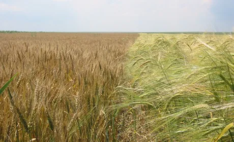 Посівна-2019: Вже посіяно півмільйона гектарів ярого ячменю