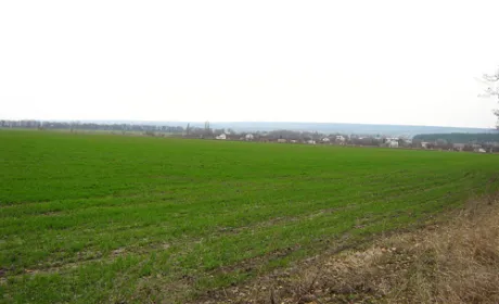 Виживання рослин озимих зернових в Україні - близько 99%