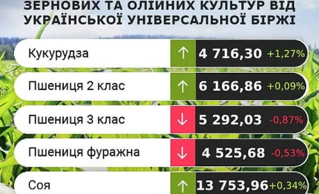 Ціни на кукурудзу зростають