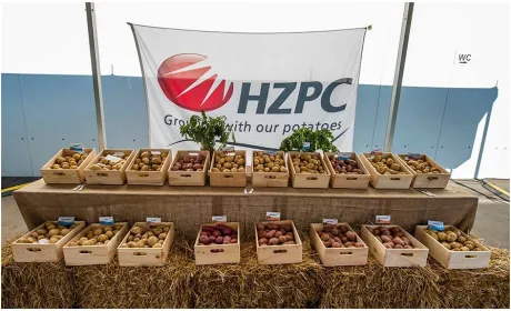 HZPC працює над виведенням низькокалорійної картоплі