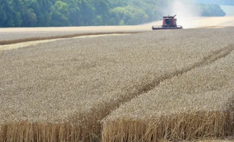 В Україні подорожчало виробництво сільгосппродукції - Держстат