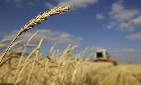 Сільгоспвиробництво в Україні зросло на 4.4%