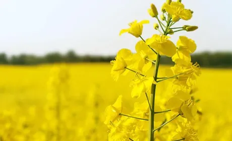 В Україні урожайність ріпаку зросла на 40%