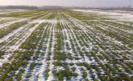 На Херсонщині врожай озимих під загрозою