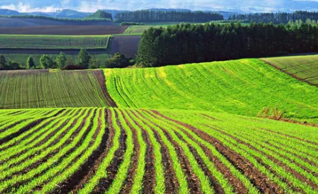Рада розгляне питання про скасування мораторію на продаж землі на цьому тижні