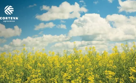 Corteva Agriscience виводить на ринок нові гібриди ріпаку