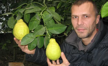 Волинянин вирощує величезні цитрусові у спеціалізованій теплиці поблизу Луцька