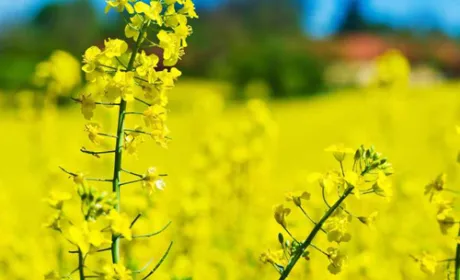 В Євросоюзі очікується найнижчий за десятиліття врожай ріпаку