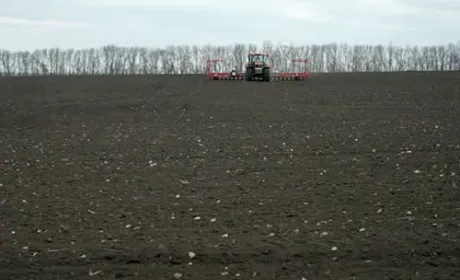 Дві третини запланованих площ в Україні вже засіяно цукровими буряками