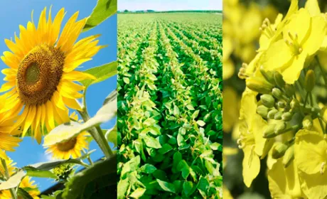 Прогноз врожаю олійних культур в Україні на 2019/20 рік