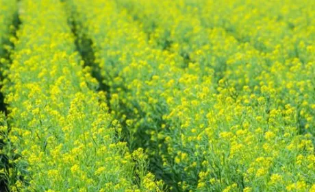 В Україні засіяли озимого ріпаку на 59% прогнозованої площі