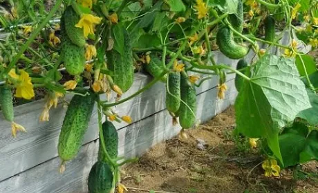 Ціни на огірки продовжують знижуватися