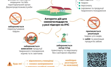 Алгоритм дій для свиногосподарств у разі підозри на АЧС