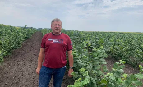 В яблучному краю висаджують фундукові сади