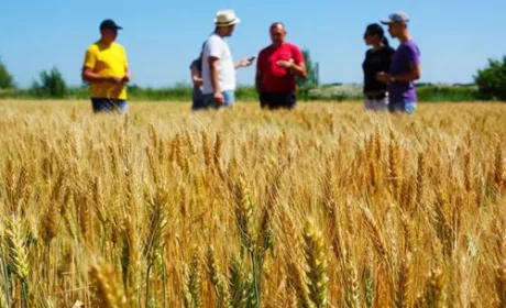 Боротьбу аграріїв проти продажу землі олігархам та іноземцям хочуть дискредитувати