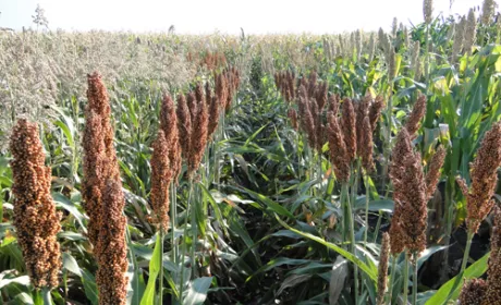 KSG Agro планує нарощувати виробництво сорго