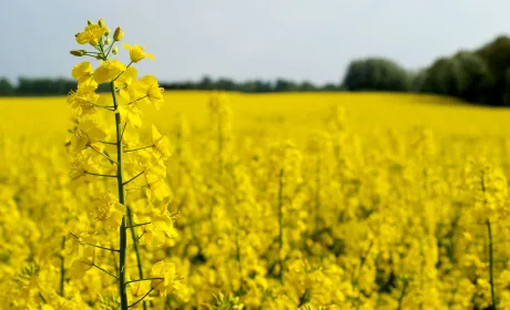 Українські аграрії зібрали перший урожай ріпаку