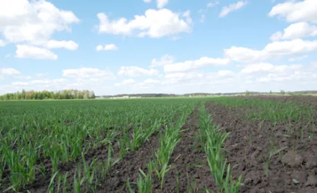 Структура посівних площ під урожай 2019 року складає 27.7 млн га