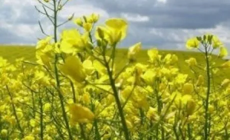 «Укрлендфармінг» у 2019 вдвічі збільшить площі під ріпаком в причорноморському кластері