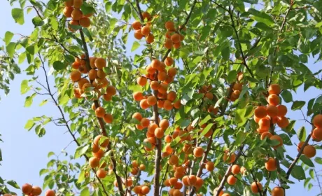 Фермер на Борщівщині вирощує кущові абрикоси та персики