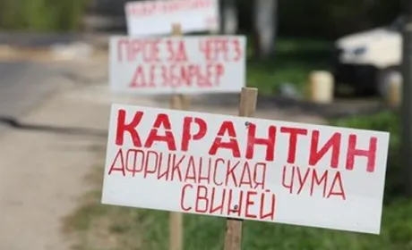 АЧС у Хмельницькій області знищив 12,5 тис. свиней