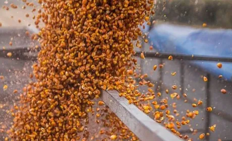Аграрії стримують продажі кукурудзи на тлі невизначеності на світовому ринку