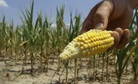 Чому Китай відмовився від української кукурудзи?