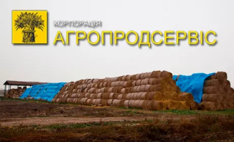 В "Агропродсервісі" скоротили поголів'я свиней, щоб мінімізувати ризики