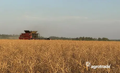 У 2024 році найврожайнішою культурою для Групи АГРОТРЕЙД став озимий ріпак