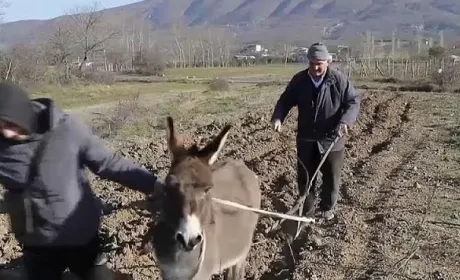 Албанські фермери працюють з найпростішими знаряддями і мріють про трактори