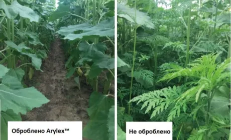 Захист від амброзії починається з полів