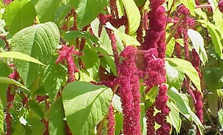 Українські фермери налагодили експорт продуктів з амаранту