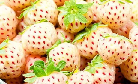 Білі полуниці: преміальний продукт з тропічним смаком та антиалергенними властивостями