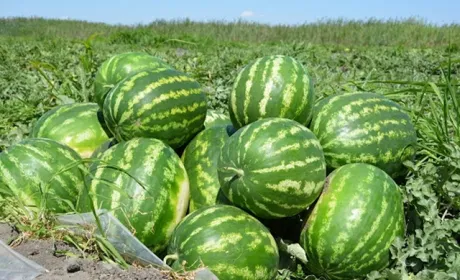 Херсонські органічні кавуни поїдуть до Великобританії