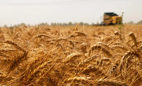 Український агроринок може рости на 20% в рік, - Бахматюк