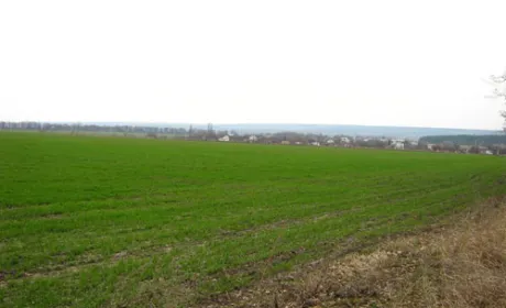Погодні умови для розвитку озимих гірше, ніж в минулому році, - експерт